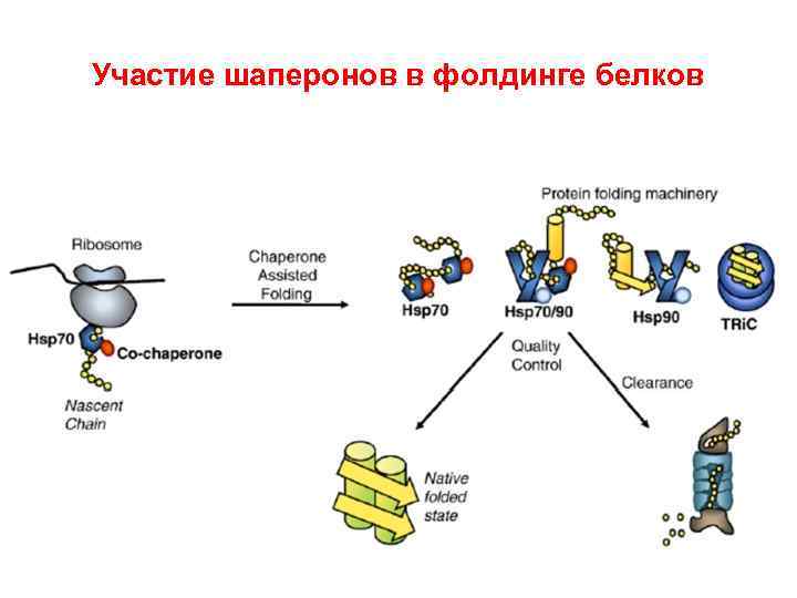 Роль белков шаперонов. Фолдинг шапероны. Участие шаперонов в фолдинге. Фолдинг белков шапероны. Биохимия шапероны строение.