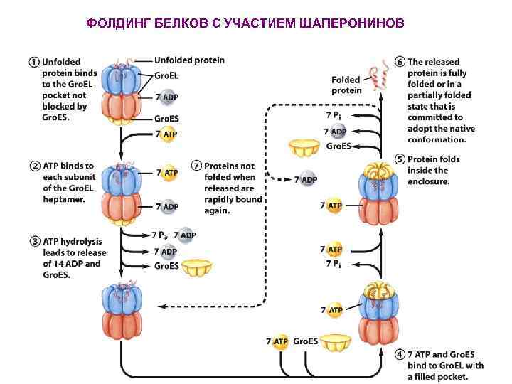 ФОЛДИНГ БЕЛКОВ С УЧАСТИЕМ ШАПЕРОНИНОВ 