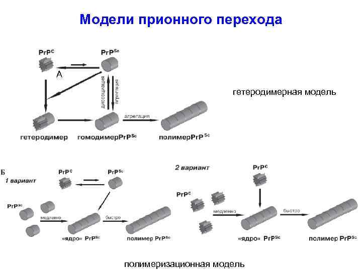 Модели прионного перехода А гетеродимерная модель полимеризационная модель 
