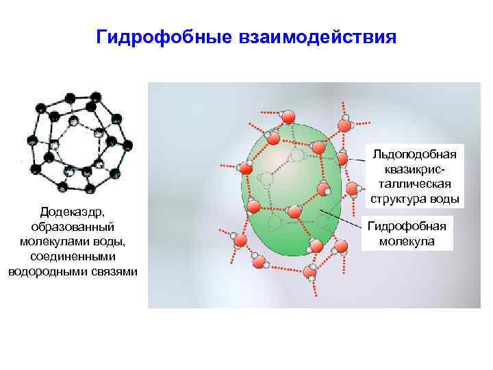 Гидрофобные связи белка. Гидрофобные взаимодействия. Гидрофобные молекулы. Структура воды и гидрофобные взаимодействия. Третичная структура гидрофобные взаимодействия.