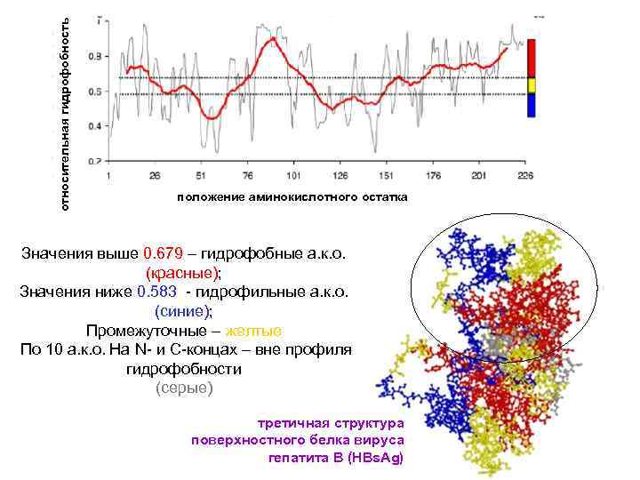 относительная гидрофобность положение аминокислотного остатка Значения выше 0. 679 – гидрофобные а. к. о.