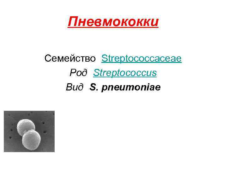 Streptococcus pneumoniae. Стрептококки, пневмококки таксономия. Стрептококки семейство род вид. Пневмококк род и вид. Пневмококки микробиология таксономия.