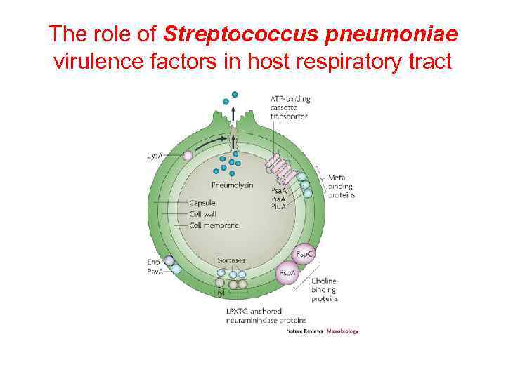 The role of Streptococcus pneumoniae virulence factors in host respiratory tract 