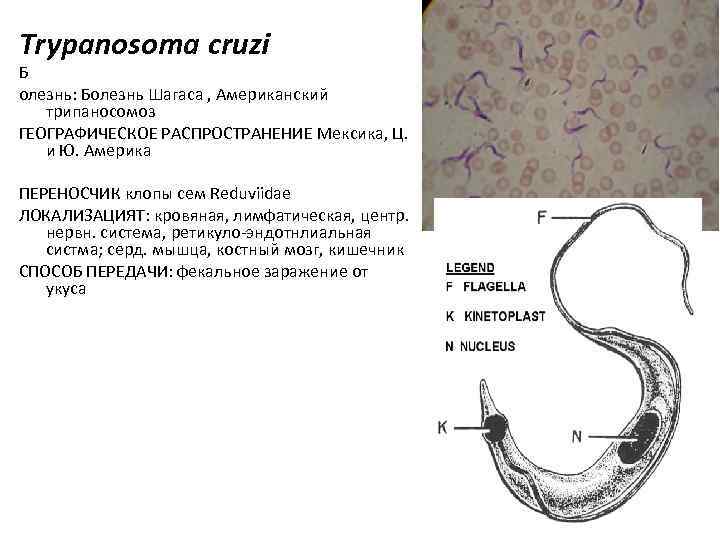 Trypanosoma cruzi Б олезнь: Болезнь Шагаса , Американский трипаносомоз ГЕОГРАФИЧЕСКОЕ РАСПРОСТРАНЕНИЕ Мексика, Ц. и