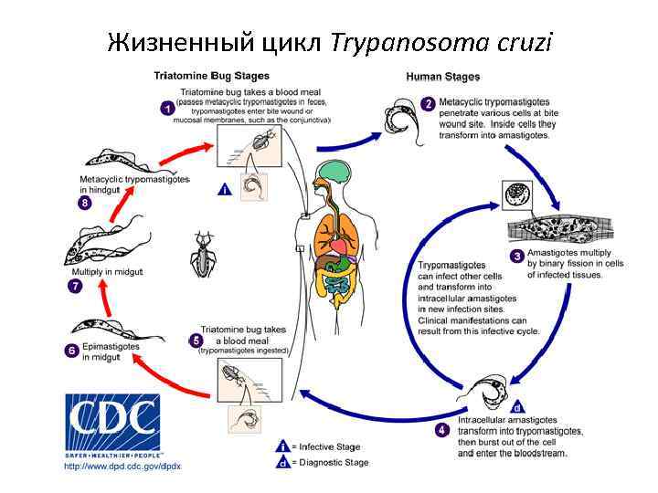 Жизненный цикл Trypanosoma cruzi 