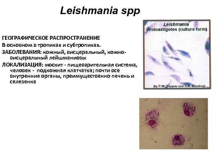  Leishmania spp ГЕОГРАФИЧЕСКОЕ РАСПРОСТРАНЕНИЕ В основном в тропиках и субтропиках. ЗАБОЛЕВАНИЯ: кожный, висцеральный,