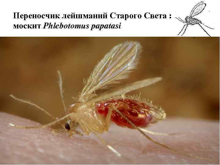 Переносчик лейшманий Старого Света : москит Phlebotomus papatasi 