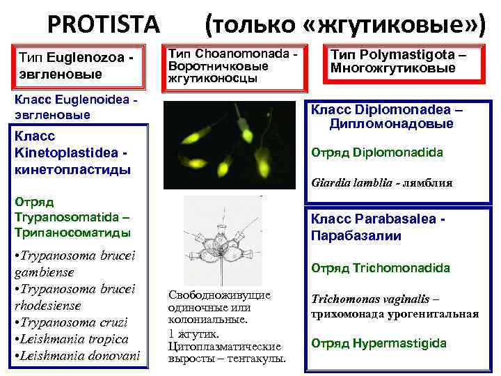  PROTISTA (только «жгутиковые» ) Тип Euglenozoa - Тип Choanomonada - Тип Polymastigota –