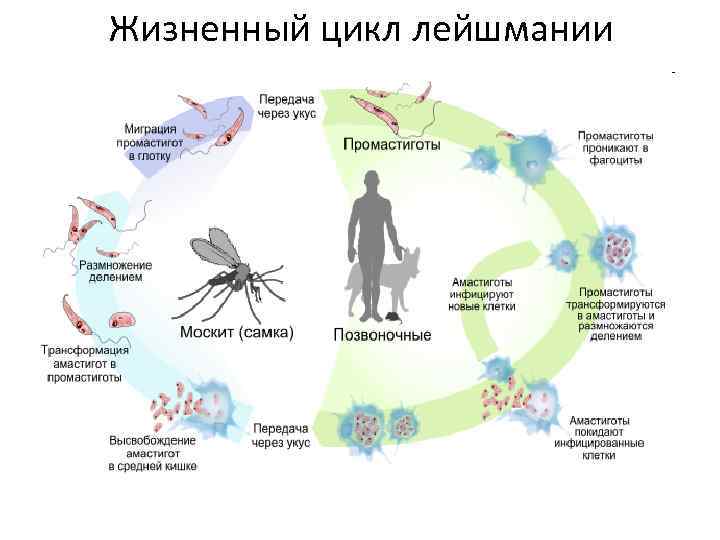 Жизненный цикл лейшмании 