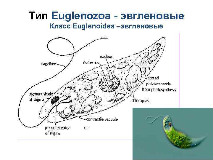 Тип Euglenozoa - эвгленовые Класc Euglenoidea –эвгленовые 