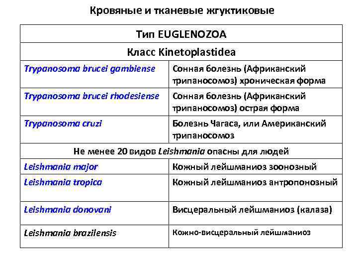  Кровяные и тканевые жгуктиковые Тип EUGLENOZOA Класс Kinetoplastidea Trypanosoma brucei gambiense Сонная болезнь