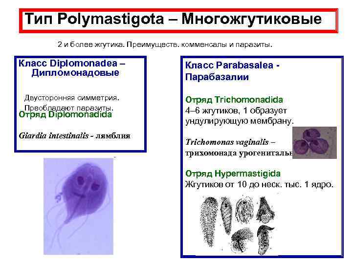  Тип Polymastigota – Многожгутиковые 2 и более жгутика. Преимуществ. комменсалы и паразиты. Класс