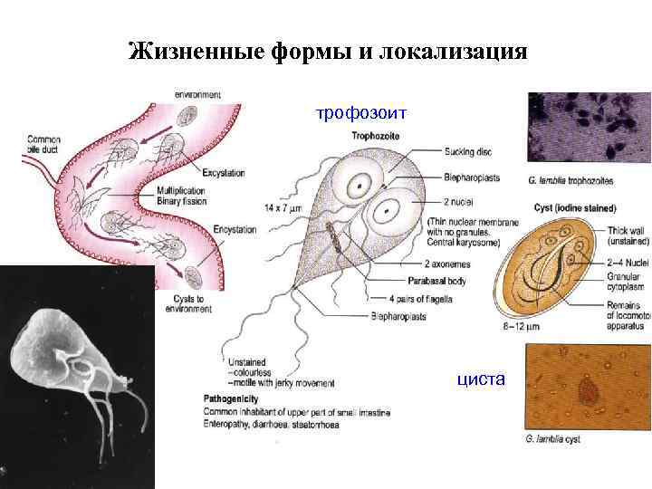 Жизненные формы и локализация трофозоит циста 