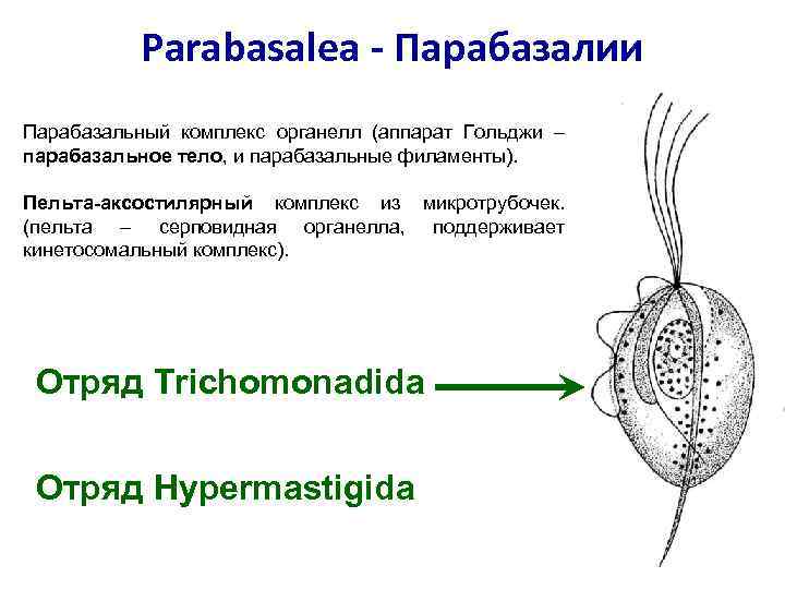  Parabasalea - Парабазалии Парабазальный комплекс органелл (аппарат Гольджи – парабазальное тело, и парабазальные