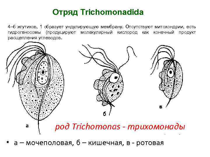  Отряд Trichomonadida 4– 6 жгутиков, 1 образует ундулирующую мембрану. Отсутствуют митохондрии, есть гидрогеносомы