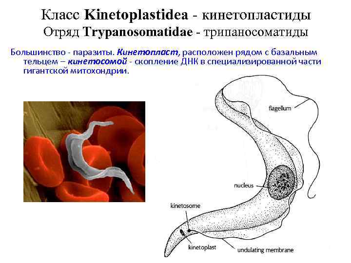  Класс Kinetoplastidea - кинетопластиды Отряд Trypanosomatidae - трипаносоматиды Большинство - паразиты. Кинетопласт, расположен