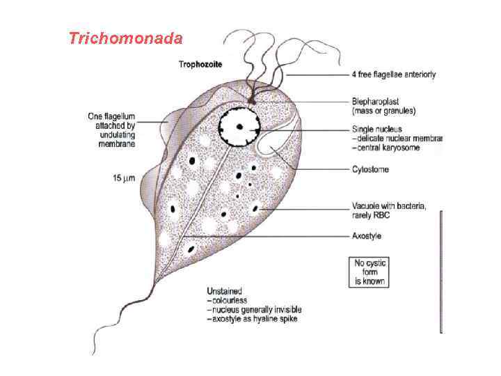 Trichomonada 