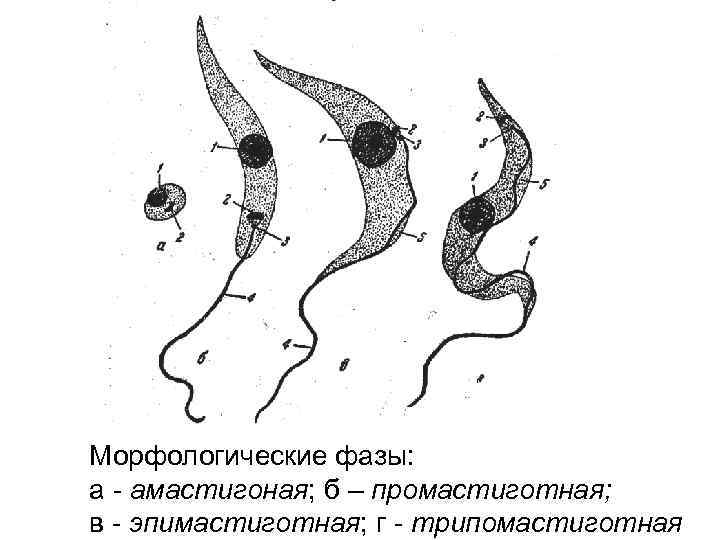 Морфологические фазы: a - амастигоная; б – промастиготная; в - эпимастиготная; г - трипомастиготная