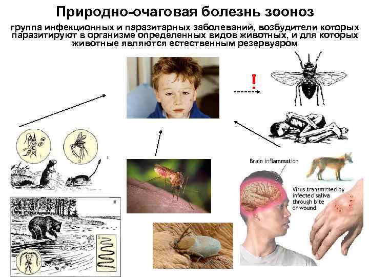  Природно-очаговая болезнь зооноз группа инфекционных и паразитарных заболеваний, возбудители которых паразитируют в организме