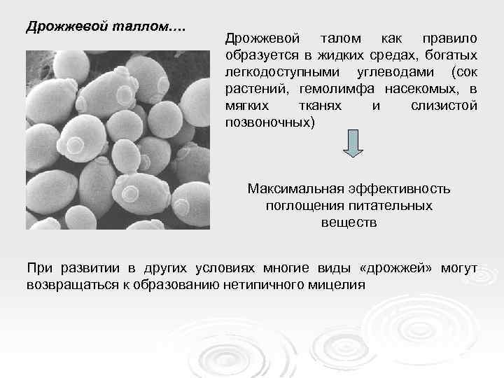 Дрожжевой таллом…. Дрожжевой талом как правило образуется в жидких средах, богатых легкодоступными углеводами (сок