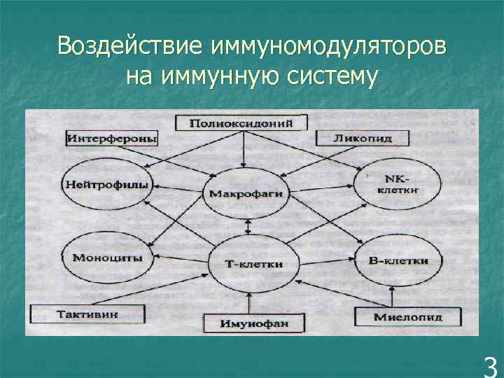Воздействие иммуномодуляторов на иммунную систему 