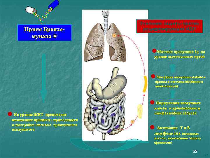 Прием Бронхомунала ® Усиление защиты против рецидивирующих ИДП Местная продукция Ig на уровне дыхательных