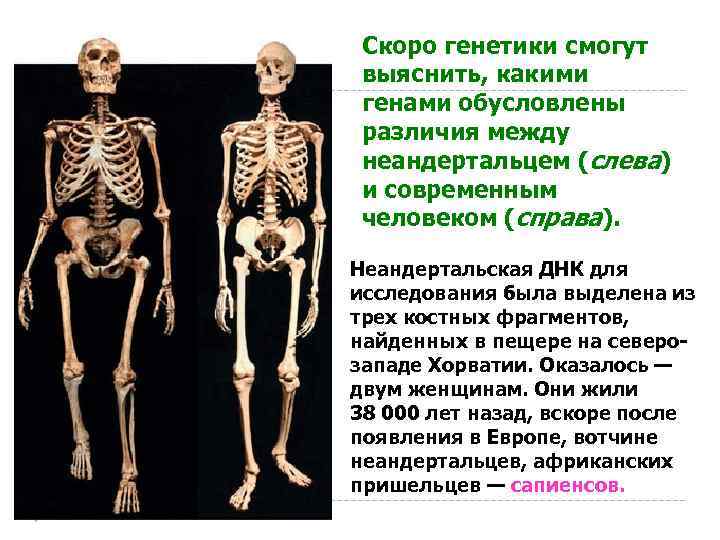 Скоро генетики смогут выяснить, какими генами обусловлены различия между неандертальцем (слева) и современным человеком