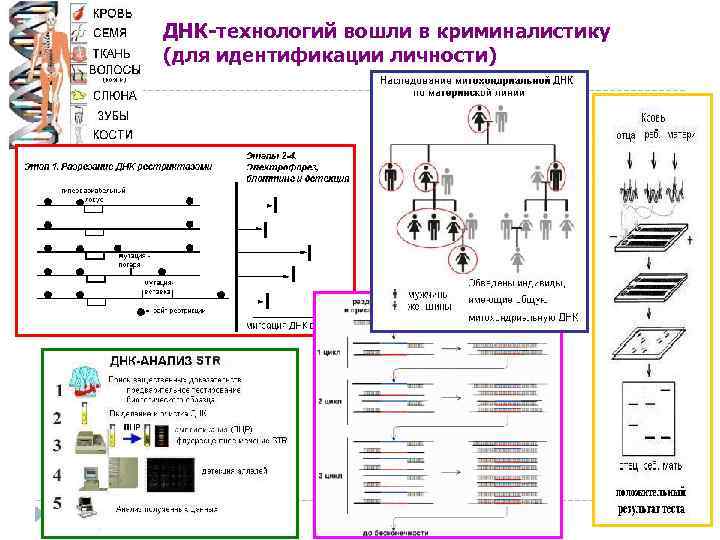 ДНК-технологий вошли в криминалистику (для идентификации личности) 