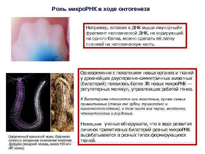 Роль микро. РНК в ходе онтогенеза Например, вставив в ДНК мыши «мусорный» фрагмент человеческой