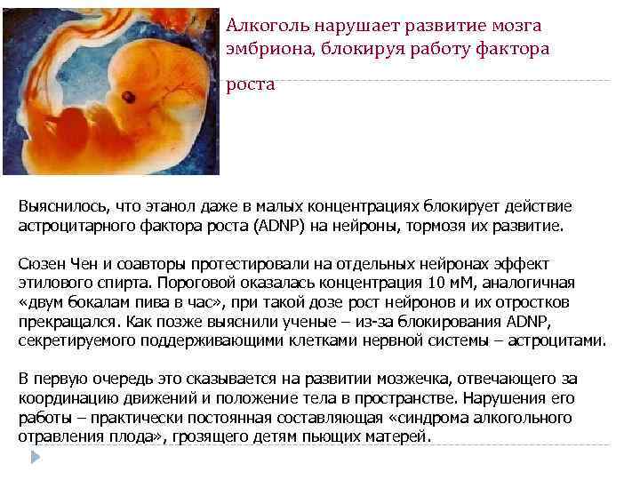 Алкоголь нарушает развитие мозга эмбриона, блокируя работу фактора роста Выяснилось, что этанол даже в