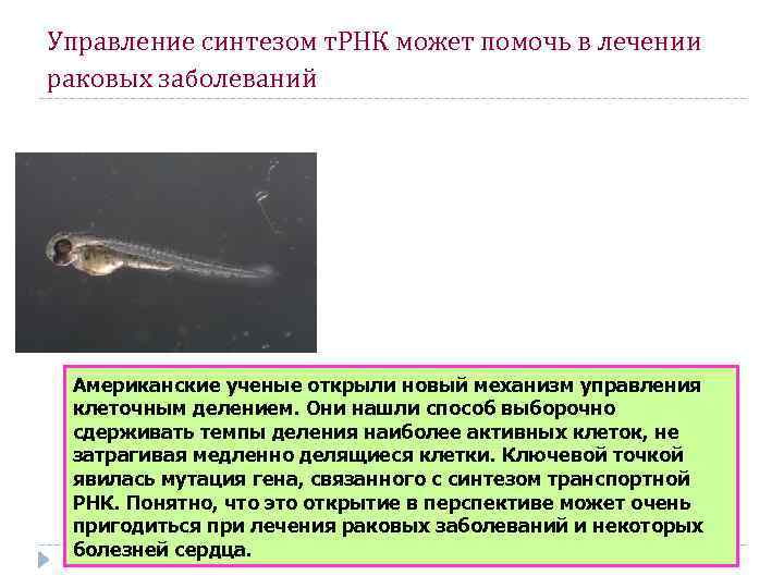Управление синтезом т. РНК может помочь в лечении раковых заболеваний Американские ученые открыли новый