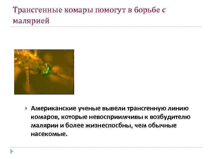Трансгенные комары помогут в борьбе с малярией Американские ученые вывели трансгенную линию комаров, которые
