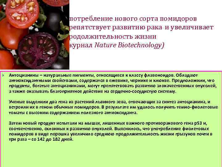 Употребление нового сорта помидоров препятствует развитию рака и увеличивает продолжительность жизни (журнал Nature Biotechnology)