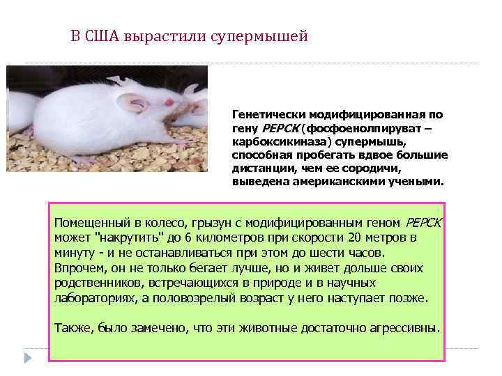В США вырастили супермышей Генетически модифицированная по гену PEPCK (фосфоенолпируват – карбоксикиназа) супермышь, способная