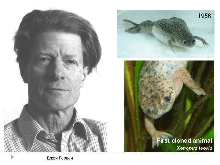 1958 First cloned animal Xenopus laevis Джон Гордон 