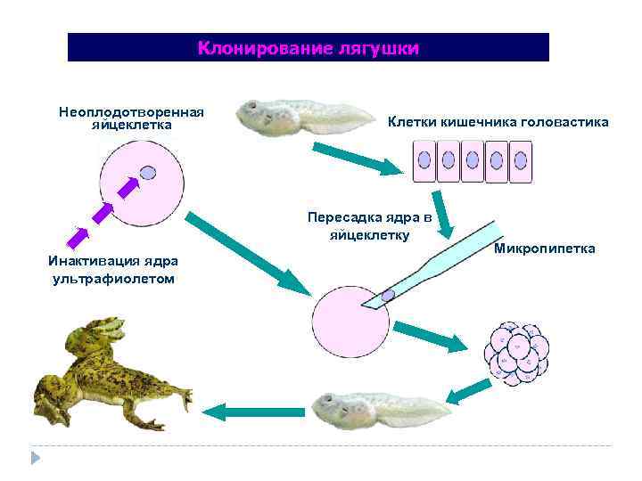 Клонирование лягушки Неоплодотворенная яйцеклетка Клетки кишечника головастика Пересадка ядра в яйцеклетку Инактивация ядра ультрафиолетом