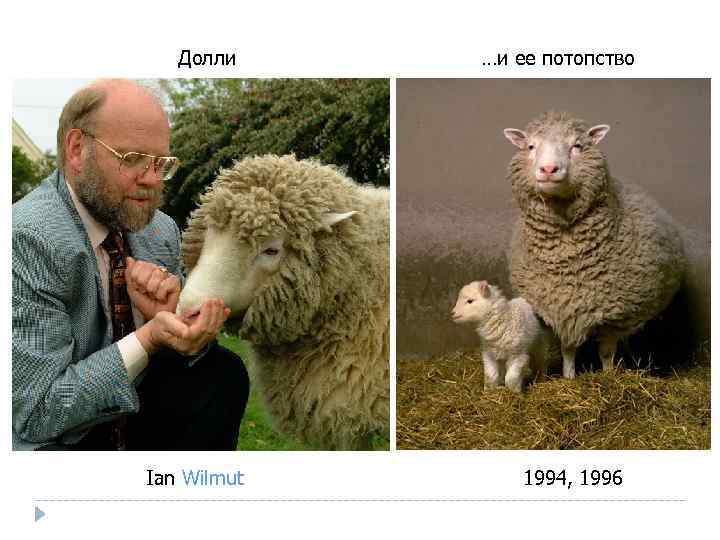 Долли Ian Wilmut …и ее потопство 1994, 1996 