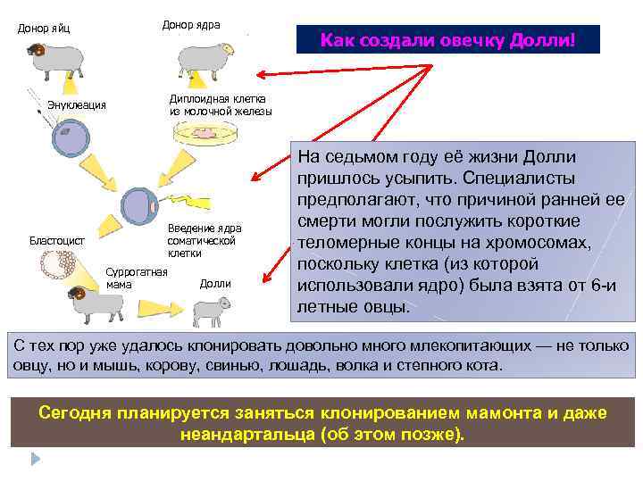 Донор яйц Энуклеация Бластоцист Донор ядра Как создали овечку Долли! Диплоидная клетка из молочной