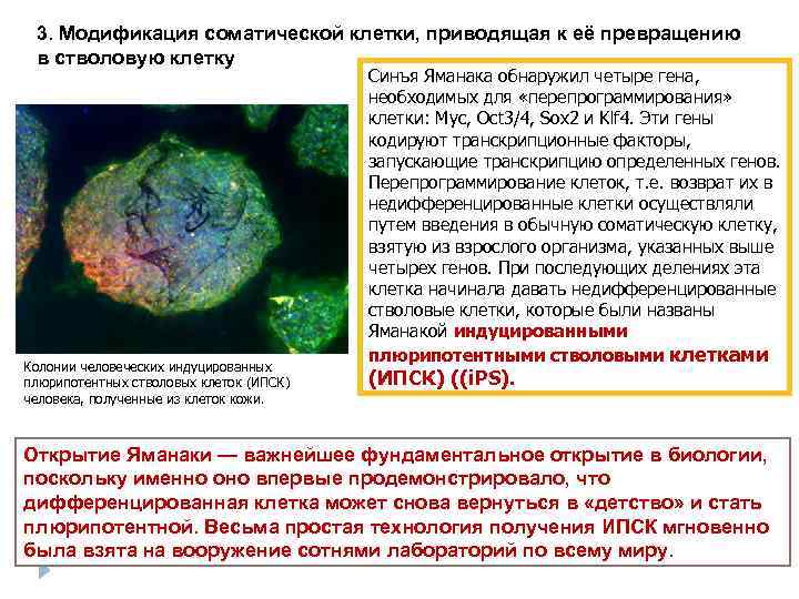 Molekulyarnaya Biologiya Gena Natalya Pavlovna Maksimova Zav Kafedroj