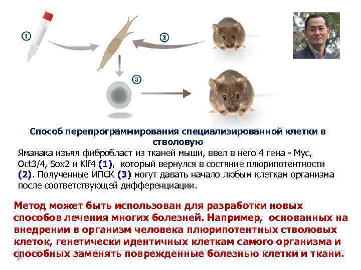 Способ перепрограммирования специализированной клетки в стволовую Яманака изъял фибробласт из тканей мыши, ввел в