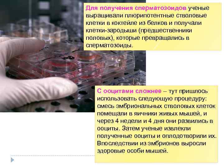 Для получения сперматозоидов ученые выращивали плюрипотентные стволовые клетки в коктейле из белков и получали