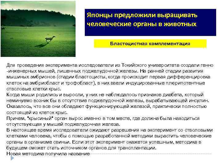 Японцы предложили выращивать человеческие органы в животных Бластоцистная комплементация Для проведения эксперимента исследователи из