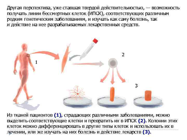 Другая перспектива, уже ставшая твердой действительностью, — возможность получать линии бессмертных клеток (ИПСК), соответствующих