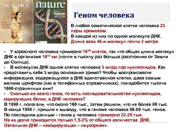 Геном человека В любой соматической клетке человека 23 пары хромосом. В каждой из них