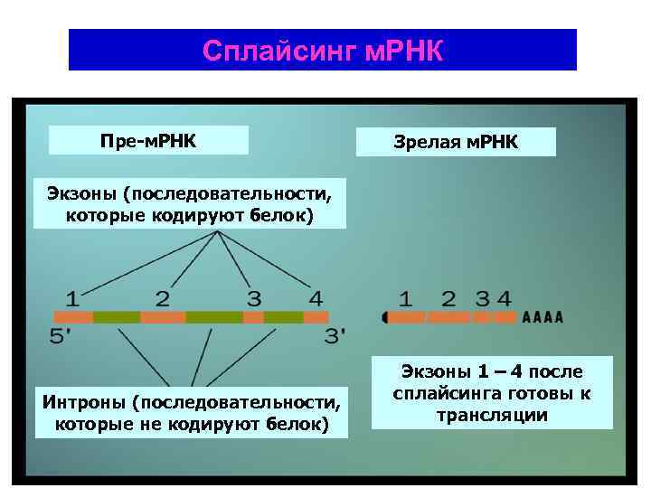 Сплайсинг м. РНК Пре-м. РНК Зрелая м. РНК Экзоны (последовательности, которые кодируют белок) Интроны