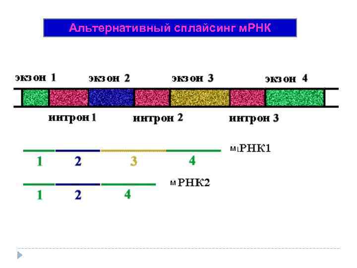 Альтернативный сплайсинг м. РНК м м 