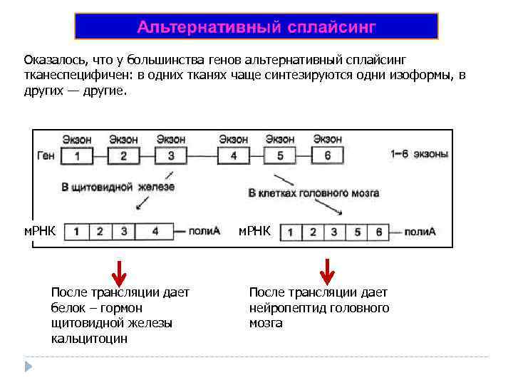 Оказалось, что у большинства генов альтернативный сплайсинг тканеспецифичен: в одних тканях чаще синтезируются одни