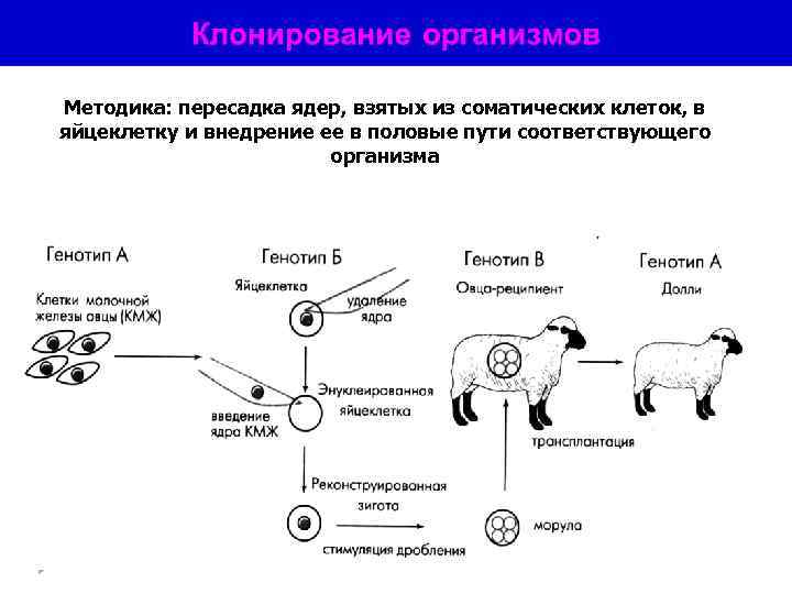 Методика: пересадка ядер, взятых из соматических клеток, в яйцеклетку и внедрение ее в половые