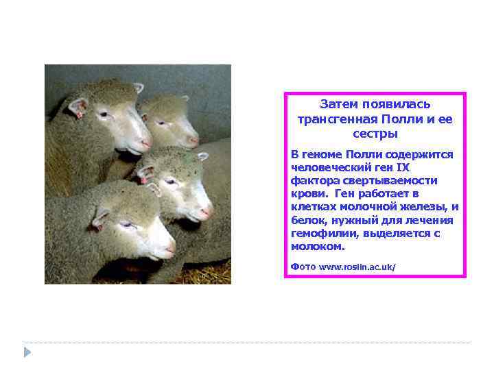 Затем появилась трансгенная Полли и ее сестры В геноме Полли содержится человеческий ген IX