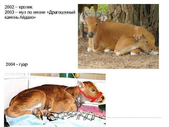 2002 – кролик 2003 – мул по имени «Драгоценный камень Айдахо» 2004 - гуар